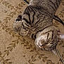 Tigger is registered to the contest to win money with this photo: cat, tabby, sleeping, carpet, indoor, pet, fur, whiskers, cozy, relaxed, animal, resting, cute, domestic, cable, pattern, soft, paw, feline, closeup