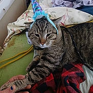 Tigger joined the competition — help win amazing prizes! animal, bed, blanket, cat, clothing, cute, domestic_animal, fabric, fur, hand, headband, human_hand, indoor, paw, pet, relaxed, resting, striped, tabby_cat, unicorn_horn