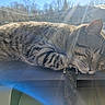 animal, car, cat, closeup, cozy, dashboard, feline, fur, indoor, lens_flare, nap, peaceful, pet, resting, sleeping, sunlight, sunshine, tabby, vehicle, whiskers