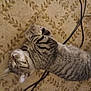 Tigger is registered to the contest to win money with this photo: cat, tabby, sleeping, carpet, indoor, pet, fur, striped, resting, cozy, animal, cute, whiskers, ears, cable, pattern, floor, relaxed, domestic, nap