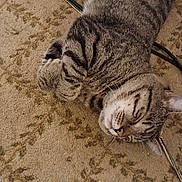 Tigger is registered to the contest to win money with this photo: cat, tabby, sleeping, carpet, indoor, pet, fur, whiskers, cozy, relaxed, animal, resting, cute, domestic, cable, pattern, soft, paw, feline, closeup