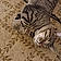 Tigger