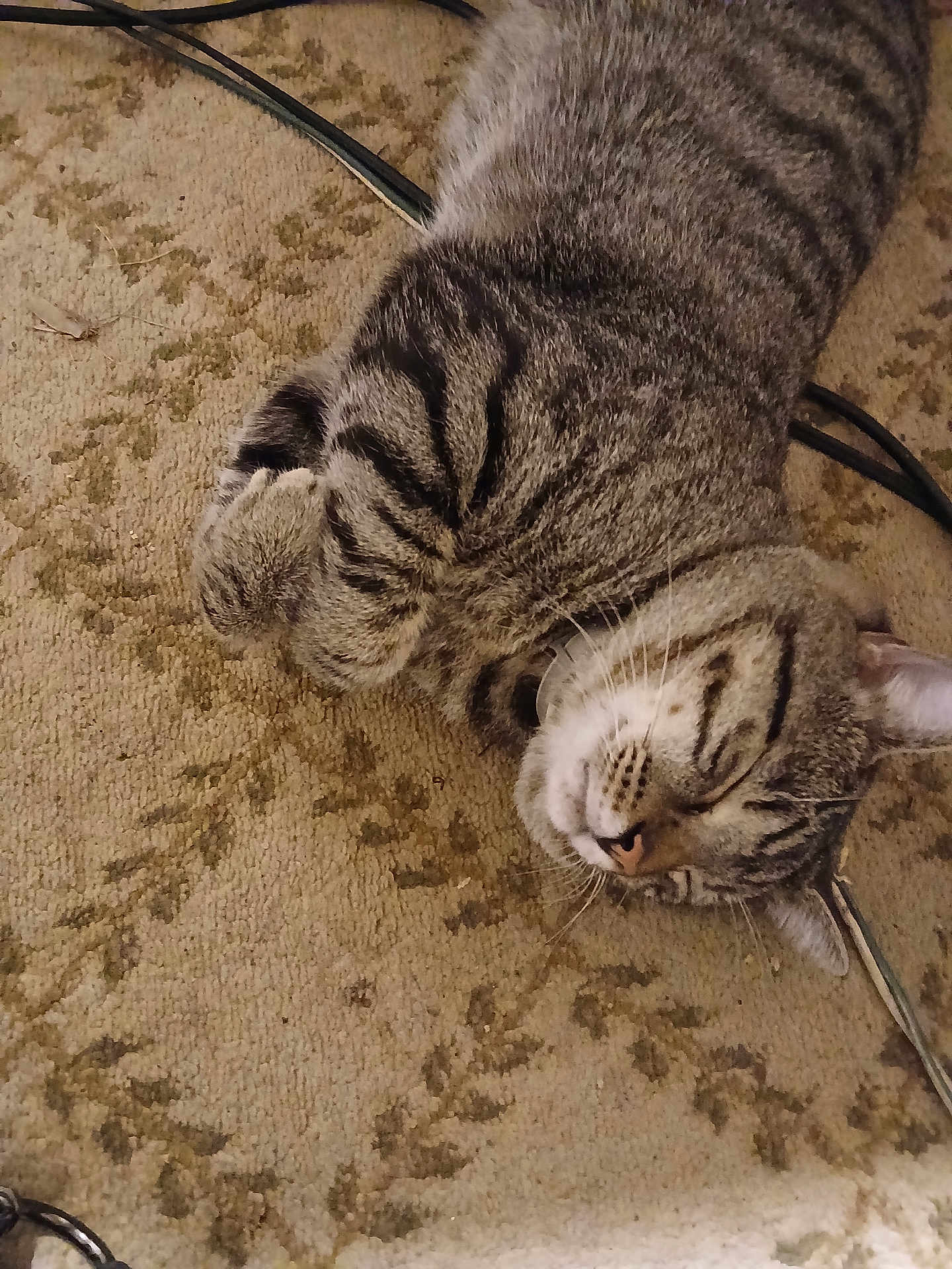 Tigger