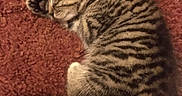Tigger joined the competition — help win amazing prizes! animal, carpet, cat, cozy, curled_up, cute, domestic_animal, feline, fur, indoor, kitten, mammal, peaceful, pet, resting, sleeping, small, striped, tabby, young
