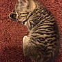 animal, carpet, cat, cozy, curled_up, cute, domestic_animal, feline, fur, indoor, kitten, mammal, peaceful, pet, resting, sleeping, small, striped, tabby, young