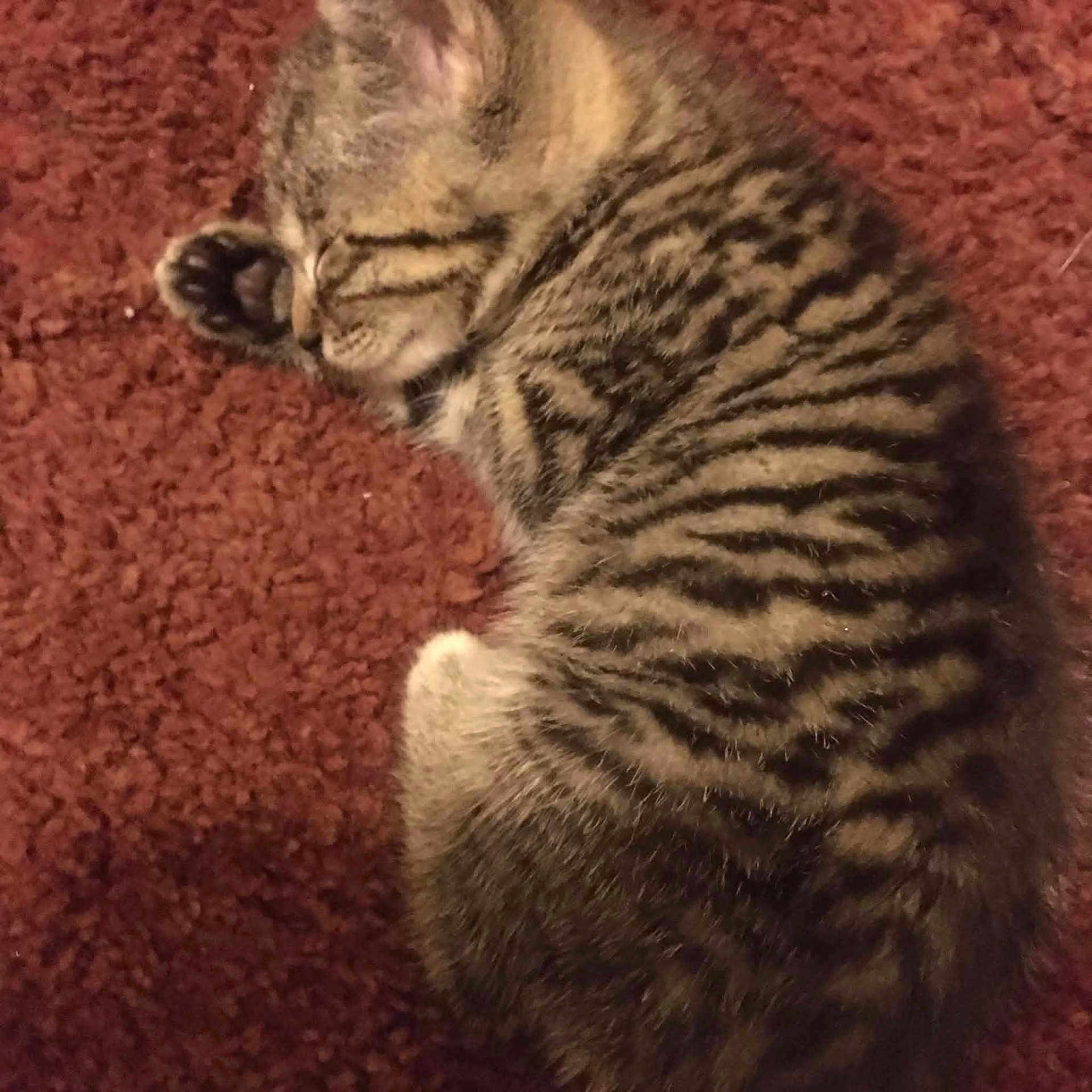 Tigger