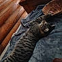 animal, blanket, bowl, cat, comfort, cozy, food, fur, furniture, indoor, log_cabin, mammal, paw, pet, relaxed, resting, sleepy, striped, tabby, wood