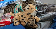 Tigger is registered to the contest to win money with this photo: bed, blanket, candy_bag, cat, cheetah_plush, comfort, cozy, fabric, furniture, harness, indoor, natural_light, pet, plush_toy, remote_control, resting, sleeping_cat, stuffed_animal, tabby_cat, window