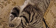 Tigger is registered to the contest to win money with this photo: cat, tabby, sleeping, paw, fur, carpet, pattern, indoor, pet, animal, relaxed, cozy, whiskers, collar, closeup, resting, cute, feline, domestic, quiet