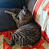 animal, cat, comfort, couch, cozy, domestic_cat, feline, fur, home, indoor, mammal, paw, pet, quilt, relaxed, resting, side_view, striped, tabby_cat, whiskers