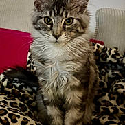 Auguste participe au concours pour gagner de l'argent avec cette photo : animal, blanket, cat, cozy, cushion, cute, domestic, ears, eyes, feline, fluffy, fur, gray_tabby, indoor, kitten, leopard_print, pet, sitting, whiskers, young_cat