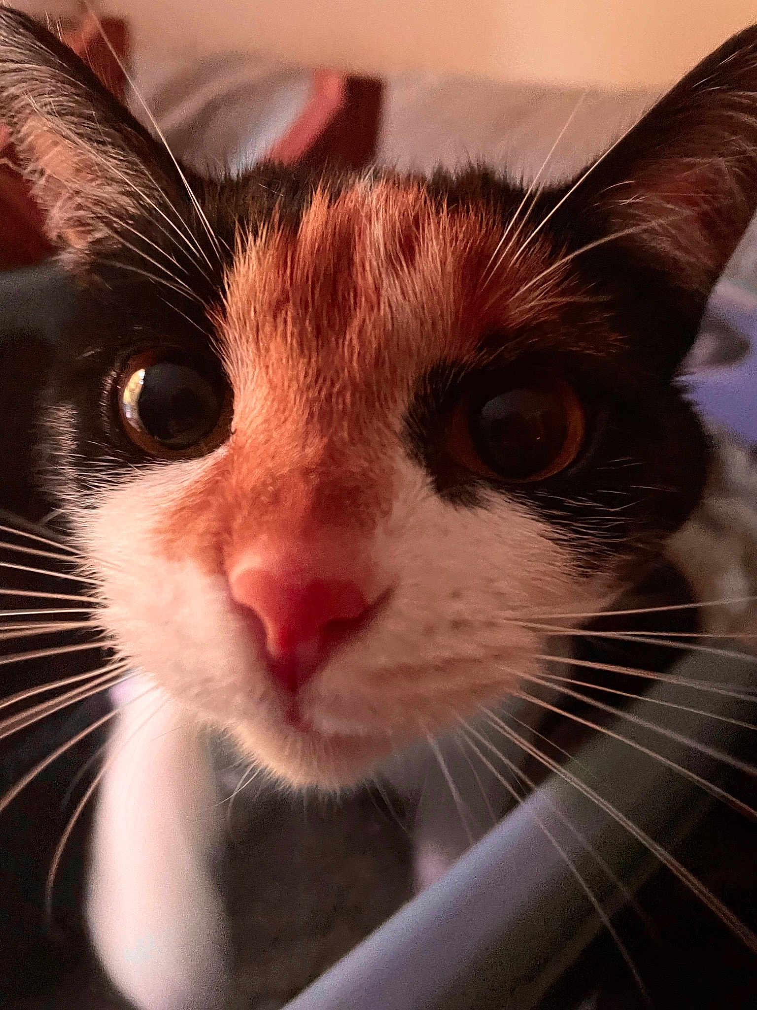 Eleanore