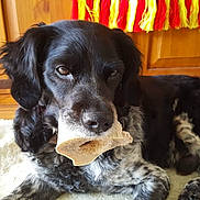 Champion participe au concours pour gagner de l'argent avec cette photo : animal, black_and_white, bone, canine, closeup, companion, cute, dog, domestic_animal, ears, floor, fur, indoor, laying, muzzle, paw, pet, relaxed, towel, wooden_cabinet