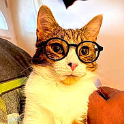 Dobby joined the competition — help win amazing prizes! cat, glasses, pet, animal, portrait, close_up, sitting, couch, indoors, whiskers, eyes, ears, fur, tabby, white_fur, brown_fur, funny, cute, home, photography