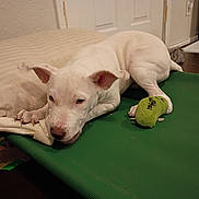 Zoomie joined the competition — help win amazing prizes! dog, white_dog, bone, chewing, green_bed, plush_toy, indoor, pillow, floor, pet, animal, canine, relaxing, toy, playful, cute, ears, snout, paw, resting