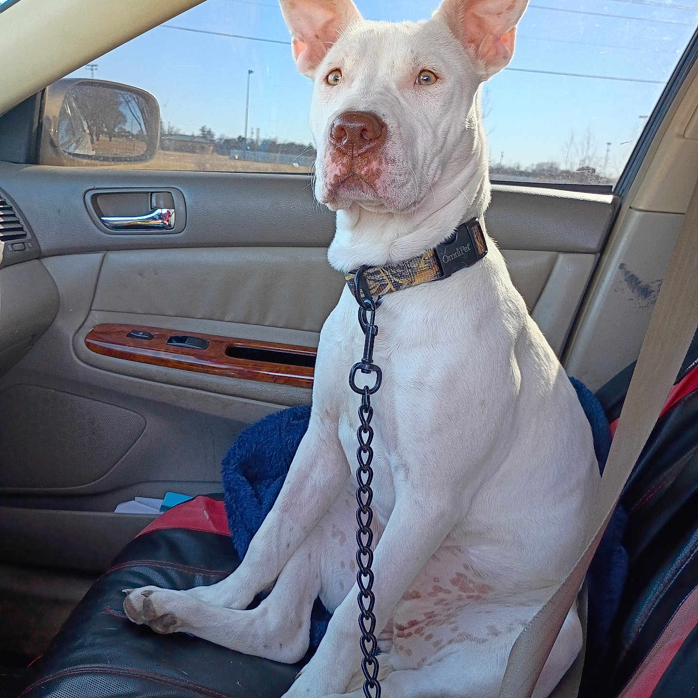 Zoomie joined the competition — help win amazing prizes! dog, white_dog, car_interior, passenger_seat, leash, collar, window, blue_sky, seatbelt, dog_sitting, pet, animal, ears, alert, daylight, vehicle, seat_cover, leather_seat, resting, looking