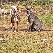 Blu is registered to the contest to win money with this photo: dog, brown_dog, gray_dog, outdoor, yard, grass, fence, pet, animal, standing, sitting, daylight, nature, domestic_animal, canine, mammal, backyard, playful, companions, sunlight