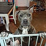 baby_gate, blanket, brown_floor, cardboard_box, chair, curious, dining_table, dog, dog_face, ears, floor, gray_dog, household, indoor, looking, paws, pet_area, pet_cage, standing, white_chest