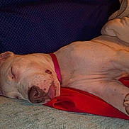 Piggy joined the competition — help win amazing prizes! animal, blanket, closeup, collar, cozy, cushion, cute, dog, fur, indoor, light, nap, paw, pet, red_collar, relaxed, resting, sleeping, tongue_out, warm_light