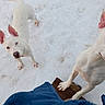Piggy is registered to the contest to win money with this photo: