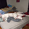 Piggy joined the competition — help win amazing prizes! bed, blanket, blue_dress, brown_dog, casual, curtains, dog, floor, furniture, indoor, light, person, pillow, rest, room, sleeping, sleeping_dog, sleeping_person, white_dog, wood_floor