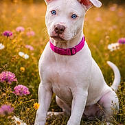 Piggy joined the competition — help win amazing prizes! puppy, dog, white_dog, blue_eyes, pink_collar, wildflowers, meadow, grass, sunlight, golden_hour, nature, outdoor, cute, young_dog, pet, animal, sitting, portrait, summer, bright