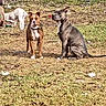 animal, attention, brown_dog, canine, collar, companions, daytime, dog, dogs, fence, four_legs, grass, gray_dog, mammal, nature, outdoor, pets, playful, sunlight, yard