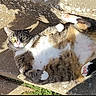 Elsa is registered to the contest to win money with this photo: animal, belly_up, cat, concrete, cute, daylight, domestic, fur, lying_down, mammal, outdoor, paw, pet, pink_paw, playful, relaxed, shadow, sunlight, tabby, whiskers