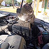 cat, tabby_cat, engine, car, hood_open, outdoor, daylight, suburban, vehicle, curious, pet, animal, feline, metal, battery, pipe, street, house, tree, sky