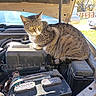 cat, tabby_cat, car_engine, under_hood, vehicle, battery, outdoor, daylight, suburban, backyard, fence, tree, curious, pet, animal, striped, sitting, mechanical, metal, automobile
