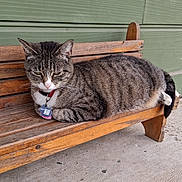 Elsa is registered to the contest to win money with this photo: cat, tabby_cat, bench, wooden_bench, outdoor, pet, animal, feline, resting, collar, tag, green_wall, concrete_floor, domestic_cat, side_view, striped_fur, relaxed, animal_portrait, quiet, daylight