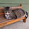 cat, tabby_cat, bench, wooden_bench, outdoor, pet, animal, feline, resting, collar, tag, green_wall, concrete_floor, domestic_cat, side_view, striped_fur, relaxed, animal_portrait, quiet, daylight