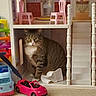Elsa joined the competition — help win amazing prizes! animal, blue, carpet, cat, curious, dollhouse, house, indoor, miniature_chairs, miniature_furniture, pet, pink, plastic_toys, playful, room, stairs, tabby_cat, toy_bus, toy_car, white