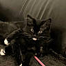 animal, black_cat, blanket, cats, close_up, cozy, cuddling, cute, feline, green_eyes, indoors, kittens, litter, multiple_cats, pet, pink_toy, playful, portrait, whiskers, white_paws