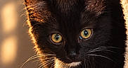 Tupac a rejoint le concours — aidez-le/la à gagner de superbes lots ! animal, black_cat, blanket, cat, close_up, cozy, cute, ears, eyes, feline, golden_hour, hammock, indoors, kitten, pet, portrait, soft_texture, sunlight, warm_lighting, whiskers