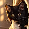 animal, black_cat, blanket, cat, close_up, cozy, cute, ears, eyes, feline, golden_hour, hammock, indoors, kitten, pet, portrait, soft_texture, sunlight, warm_lighting, whiskers