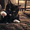 Tupac a rejoint le concours — aidez-le/la à gagner de superbes lots ! animal, black_cat, blanket, cat, close_up, cozy, cute, feline, green_eyes, home, indoor, kitten, lying_down, paw, pet, playful, portrait, warm_lighting, whiskers, white_paws