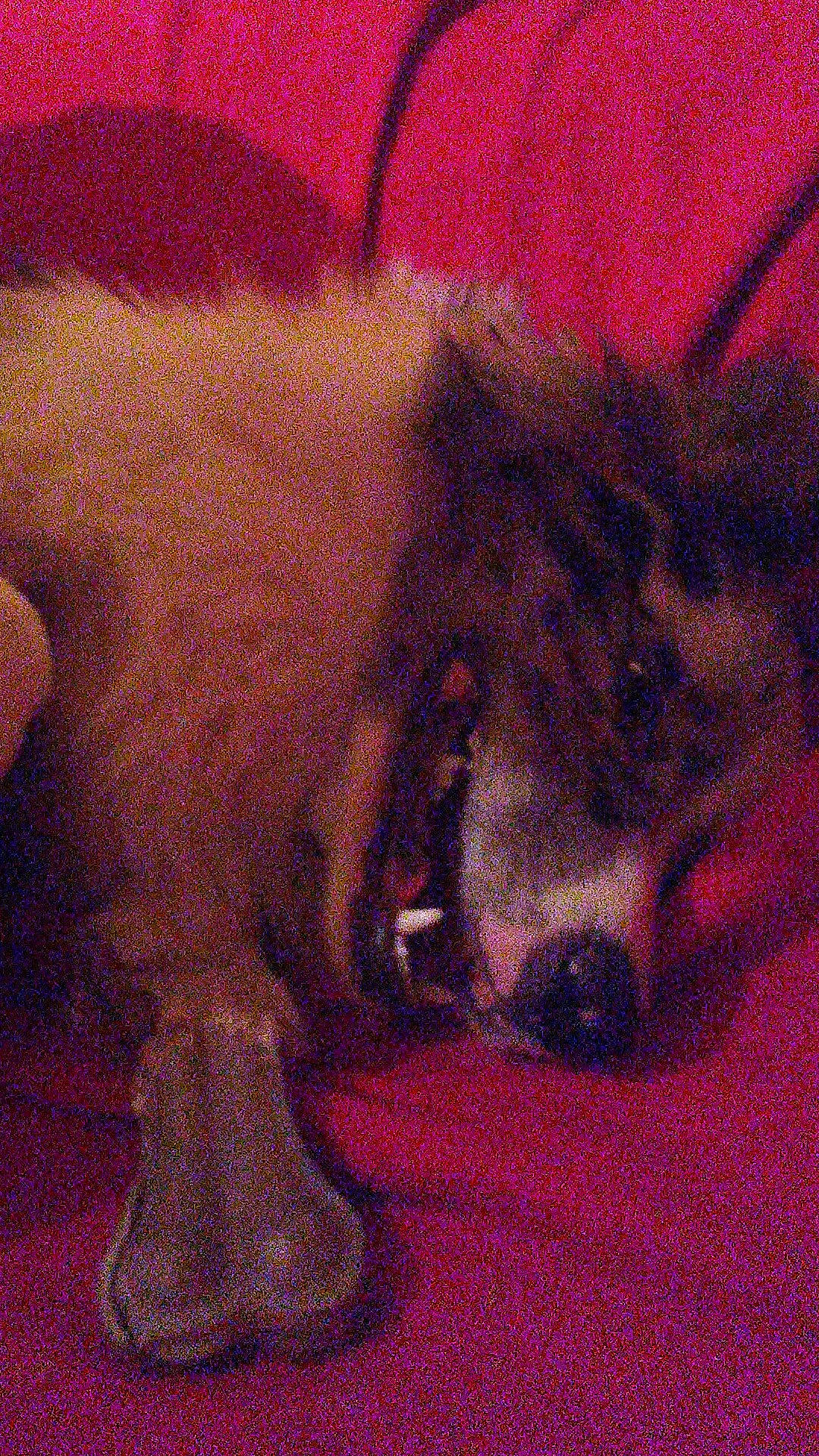 Owenn participe au concours pour gagner de l'argent avec cette photo : canidae, carnivore, dog_breed, horse, mammal, pony, shetland_pony, snout