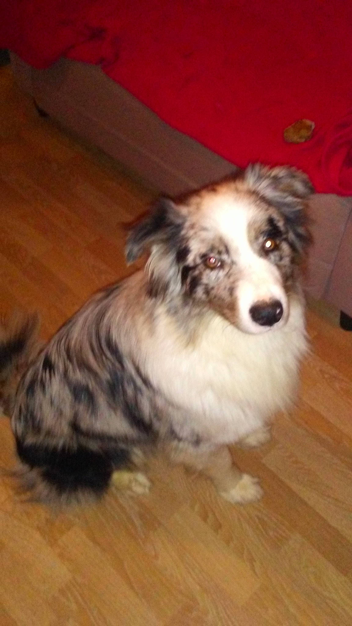 Owenn a rejoint le concours — aidez-le/la à gagner de superbes lots ! australian_collie, australian_shepherd, border_collie, canidae, carnivore, companion_dog, dog, dog_breed, herding_dog, mammal, miniature_australian_shepherd, rare_breed_dog, scotch_collie, shetland_sheepdog, sporting_group, vertebrate, working_dog