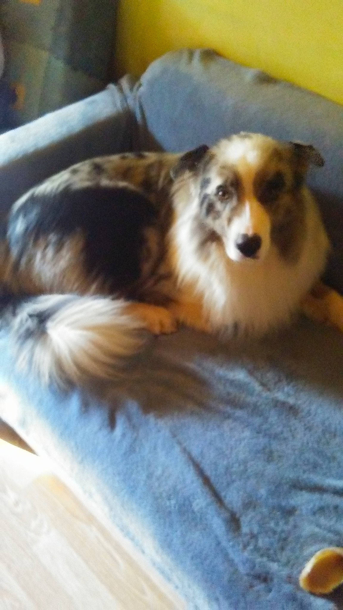 Owenn a rejoint le concours — aidez-le/la à gagner de superbes lots ! australian_collie, australian_shepherd, canidae, carnivore, collie, companion_dog, dog, dog_breed, elo, herding_dog, mammal, miniature_australian_shepherd, puppy, rough_collie, scotch_collie, shetland_sheepdog, sporting_group, welsh_sheepdog