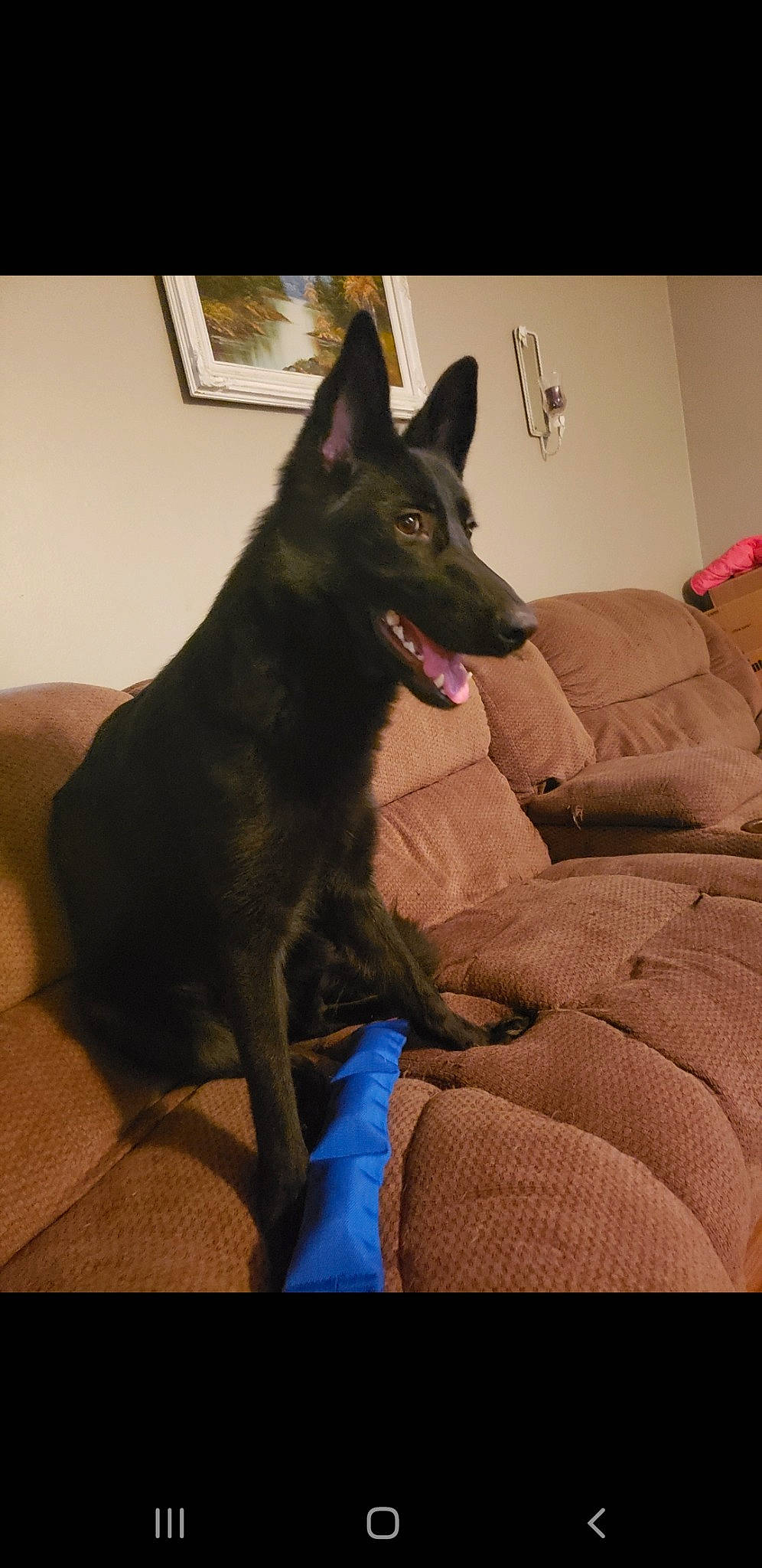 Nala joined the competition — help win amazing prizes! canidae, canis, carnivore, comfort, companion_dog, couch, dog, dog_breed, flooring, fur, guard_dog, non_sporting_group, picture_frame, sitting, snout, sporting_group, tail, whiskers, working_animal, working_dog