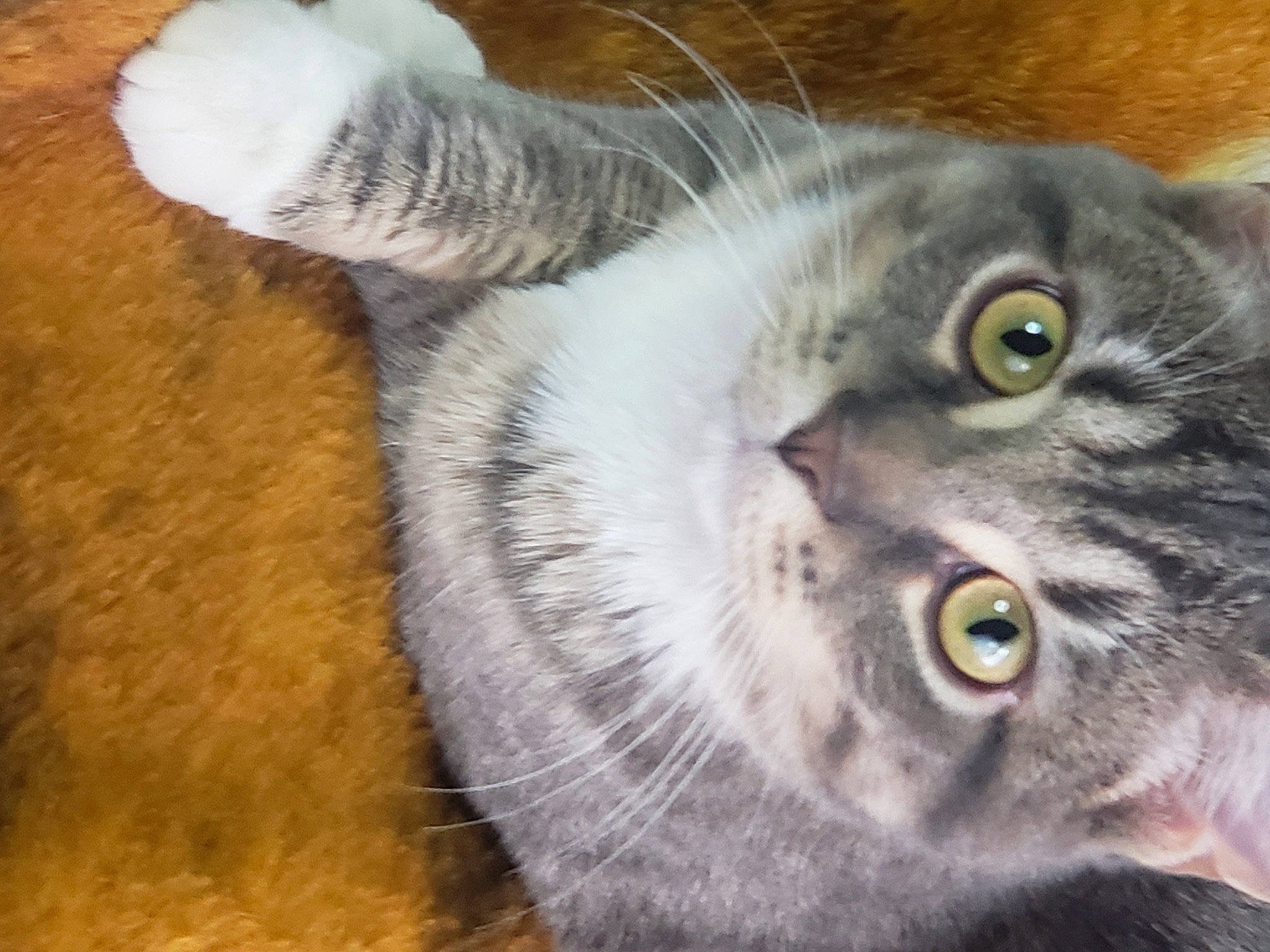 Juju is registered to the contest to win money with this photo: carnivore, cat, domestic_short_haired_cat, felidae, fur, grey, hardwood, paw, photo_caption, small_to_medium_sized_cats, snout, tail, terrestrial_animal, whiskers, wood