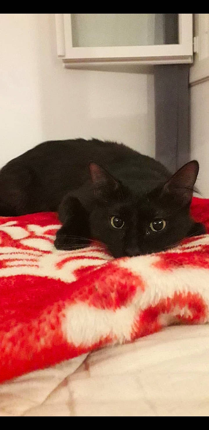 Kuro participe au concours pour gagner de l'argent avec cette photo : american_shorthair, asian, black, black_cat, bombay, british_shorthair, carnivore, cat, domestic_short_haired_cat, felidae, fur, kitten, small_to_medium_sized_cats, snout, whiskers