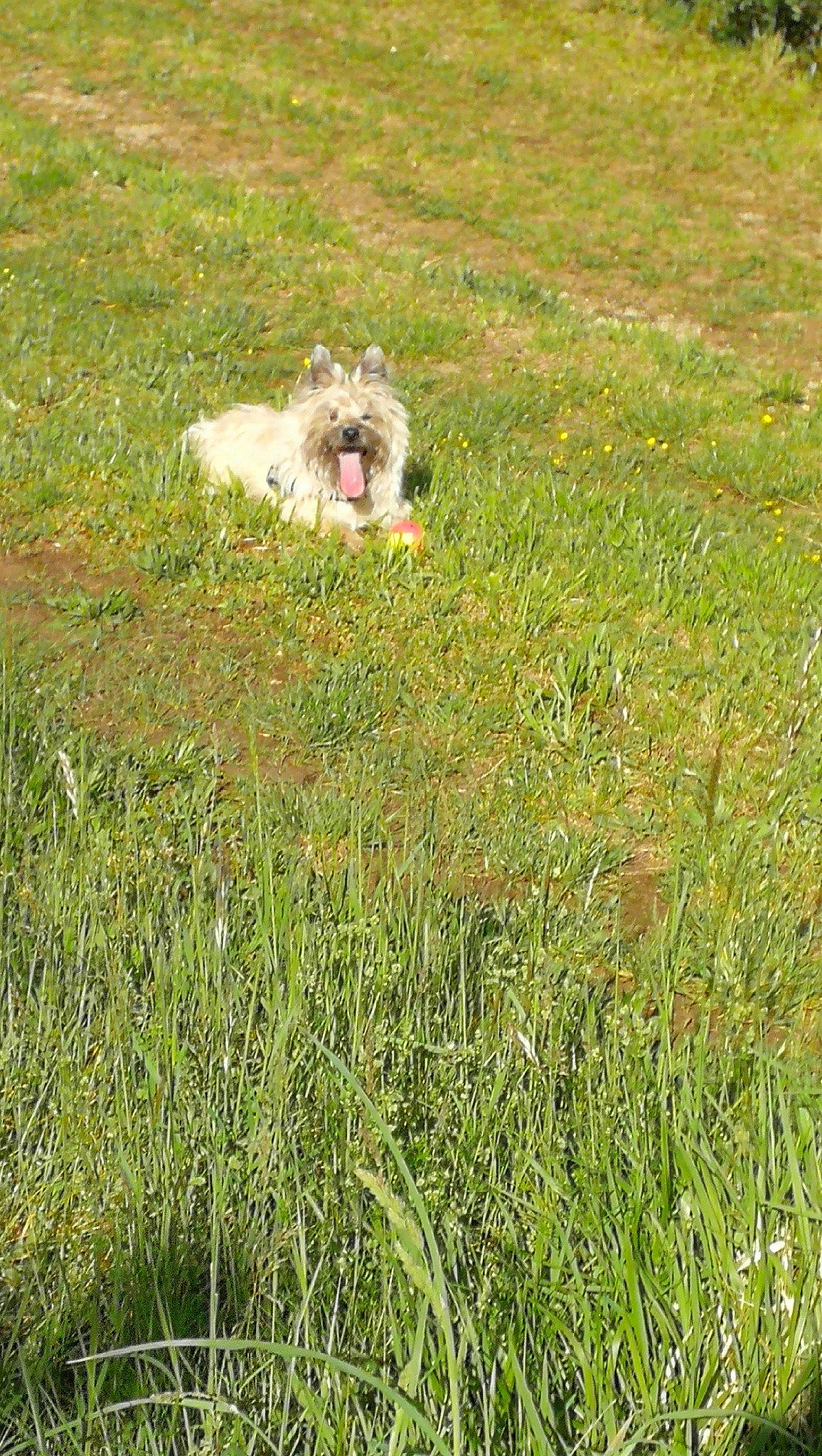 Winnie a rejoint le concours — aidez-le/la à gagner de superbes lots ! canidae, carnivore, companion_dog, dog, dog_breed, fawn, field, grass, grass_family, grassland, groundcover, lawn, meadow, pasture, plant, prairie, small_terrier, sporting_group, terrier, toy_dog
