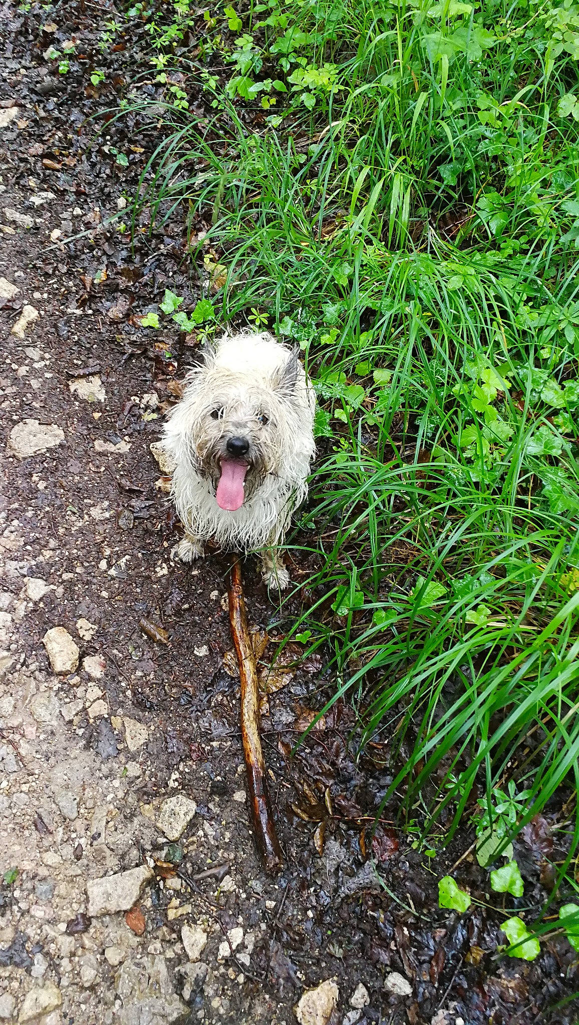 Winnie a rejoint le concours — aidez-le/la à gagner de superbes lots ! canidae, carnivore, companion_dog, dog, dog_breed, dog_collar, dog_supply, grass, groundcover, leash, plant, poodle_crossbreed, small_terrier, soil, sporting_group, terrestrial_plant, terrier, toy_dog, water_dog, working_animal