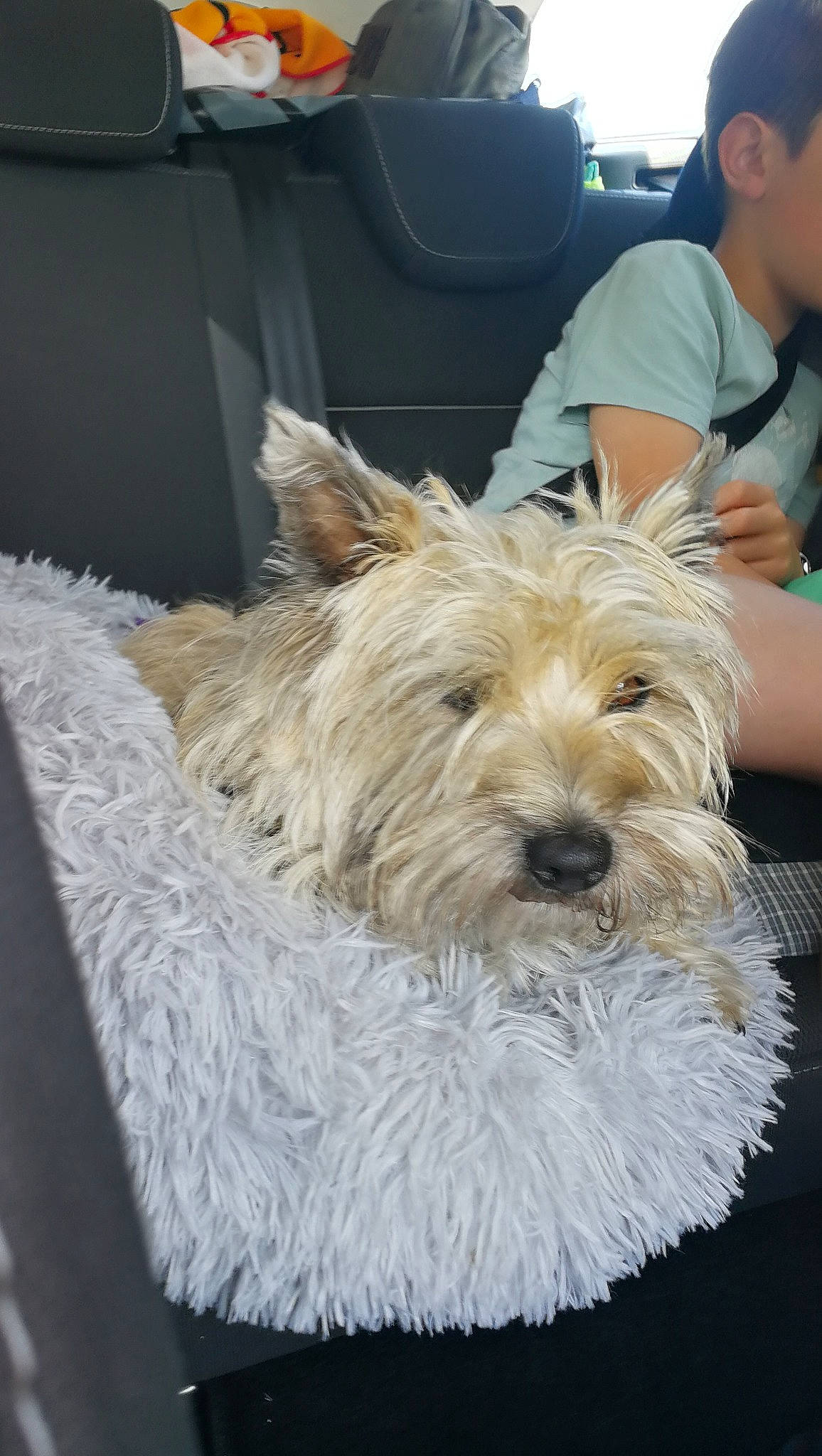 Winnie a rejoint le concours — aidez-le/la à gagner de superbes lots ! biewer_terrier, canidae, carnivore, collar, companion_dog, dog, dog_breed, fur, hat, non_sporting_group, shorts, small_terrier, snout, sporting_group, t_shirt, terrier, toy_dog, working_animal, yorkipoo, yorkshire_terrier
