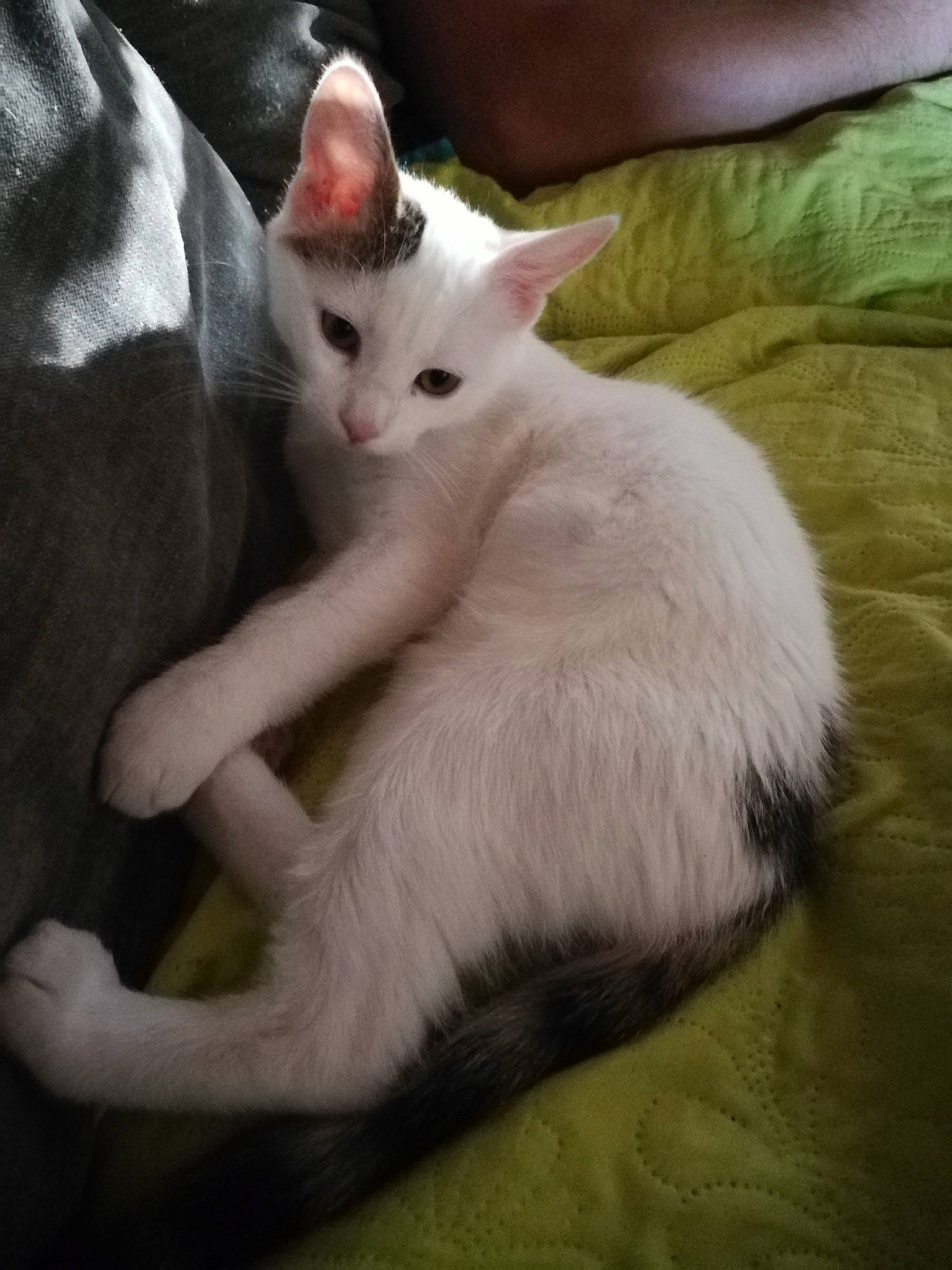 Pucci a rejoint le concours — aidez-le/la à gagner de superbes lots ! balinese, carnivore, cat, claw, comfort, domestic_short_haired_cat, fawn, felidae, fur, paw, small_to_medium_sized_cats, snout, tail, thai, whiskers