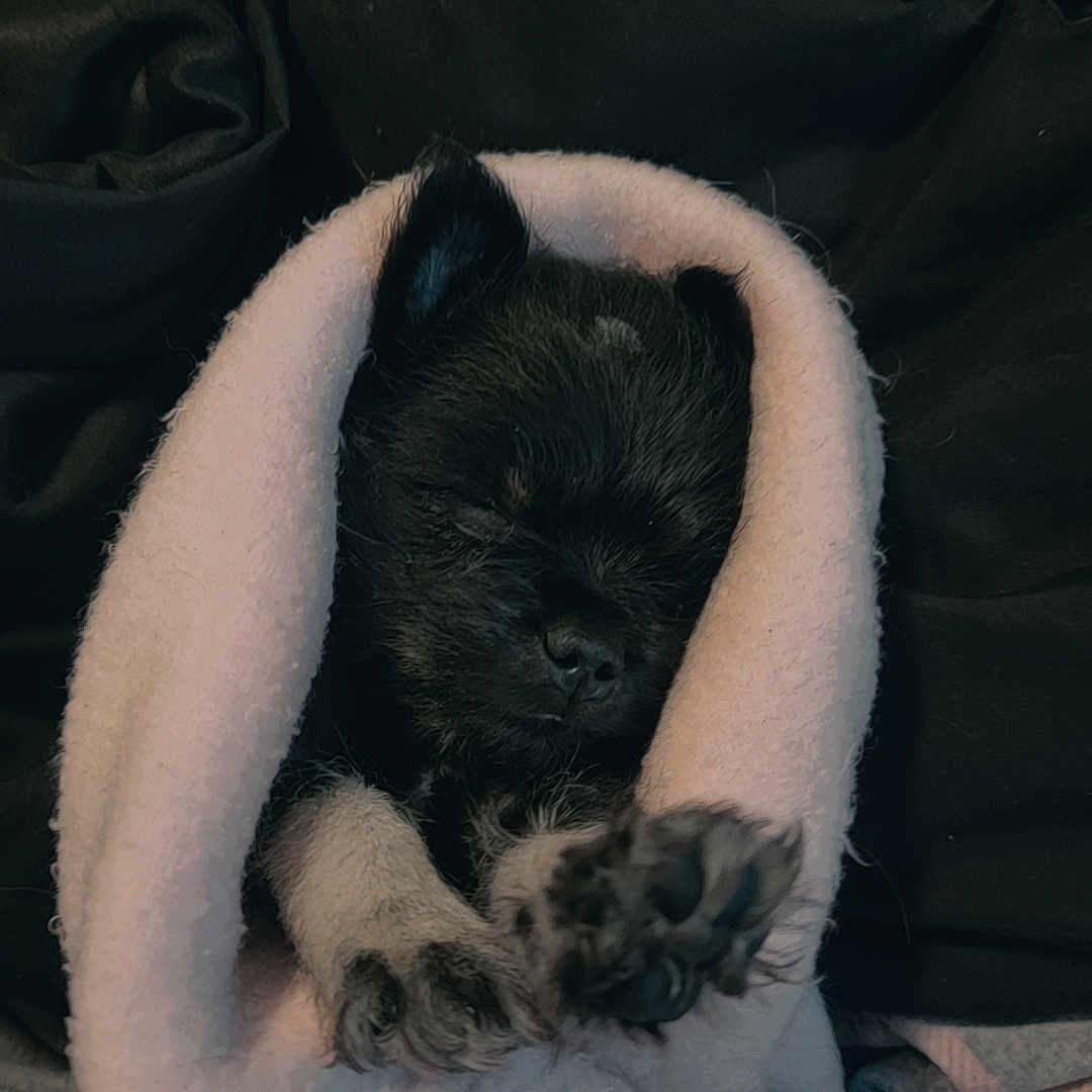 Shadow joined the competition — help win amazing prizes! animal, baby, blanket, bulldog, canine, cat, cockerspaniel, couch, dog, furniture, hound, kitten, person, pet, pug, puppy, quilt, sleeping, terrier, towel