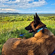 Tango a rejoint le concours — aidez-le/la à gagner de superbes lots ! accessories, animal, canine, dog, field, germanshepherd, grass, grassland, land, landscape, nature, outdoors, pet, plant, policedog, puppy, sky, strap, tree, vegetation