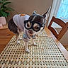 animal, chair, chihuahua, clothing, costume, cute, dog, funny, home, indoor, pet, plant, portrait, small_dog, standing, table, wearing_glasses, window, wood, woven_mat